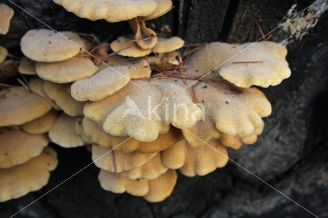 Oranje oesterzwam (Phyllotopsis nidulans)