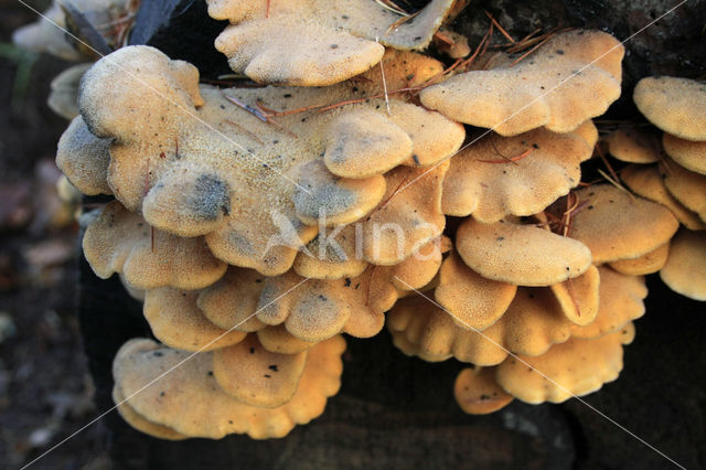 Oranje oesterzwam (Phyllotopsis nidulans)