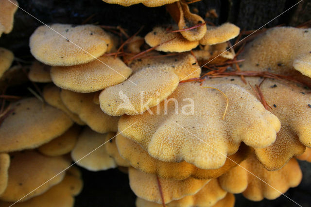 Oranje oesterzwam (Phyllotopsis nidulans)