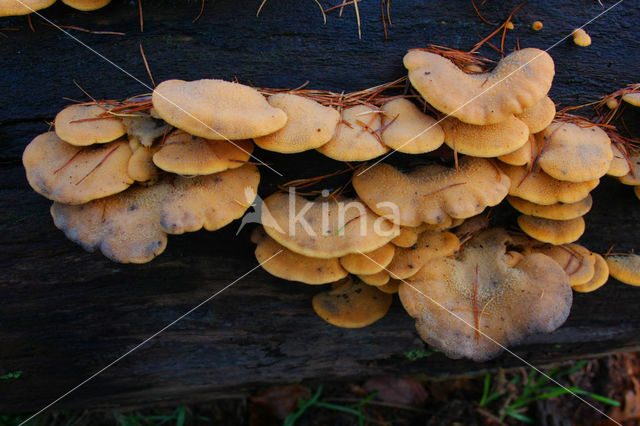 Oranje oesterzwam (Phyllotopsis nidulans)