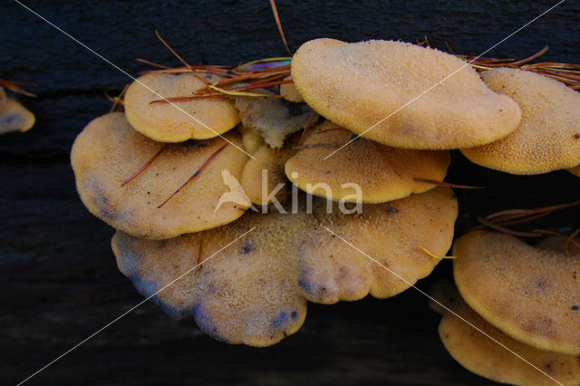 Oranje oesterzwam (Phyllotopsis nidulans)