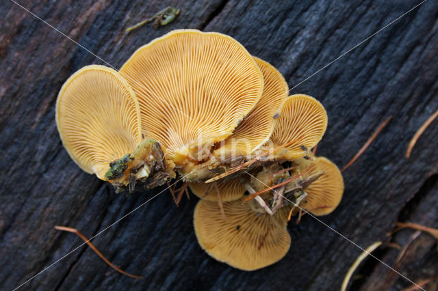 Oranje oesterzwam (Phyllotopsis nidulans)