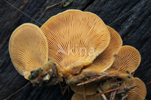 Oranje oesterzwam (Phyllotopsis nidulans)