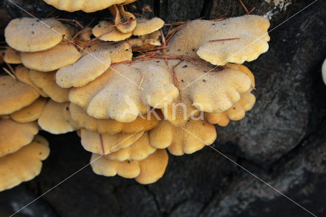 Oranje oesterzwam (Phyllotopsis nidulans)