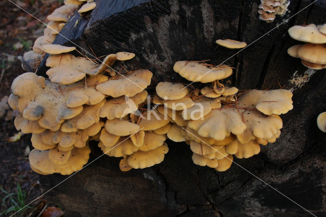 Oranje oesterzwam (Phyllotopsis nidulans)