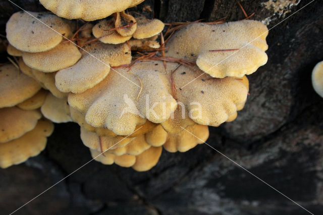 Oranje oesterzwam (Phyllotopsis nidulans)