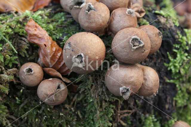 Peervormige stuifzwam (Lycoperdon pyriforme)