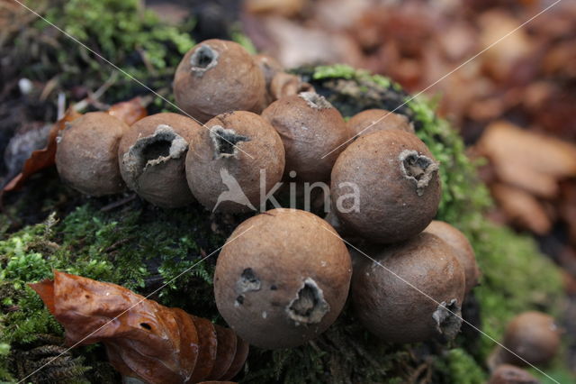 Peervormige stuifzwam (Lycoperdon pyriforme)