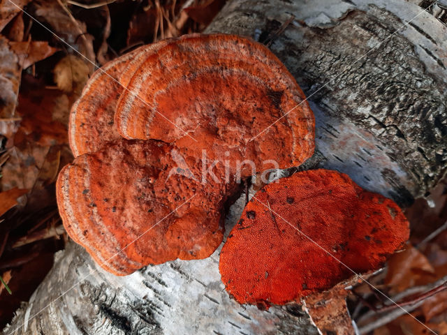 Vermiljoenhoutzwam (Pycnoporus cinnabarinus)