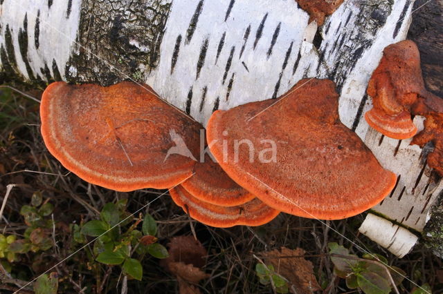 Vermiljoenhoutzwam (Pycnoporus cinnabarinus)