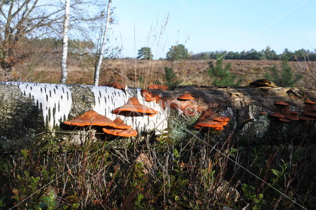 Cinnabar Bracket (Pycnoporus cinnabarinus)