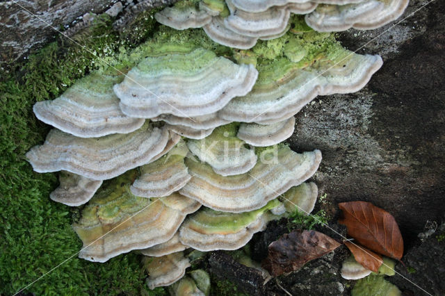 Fopelfenbankje (Lenzites betulinus)