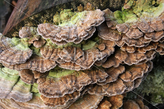 Birch Mazegill (Lenzites betulinus)