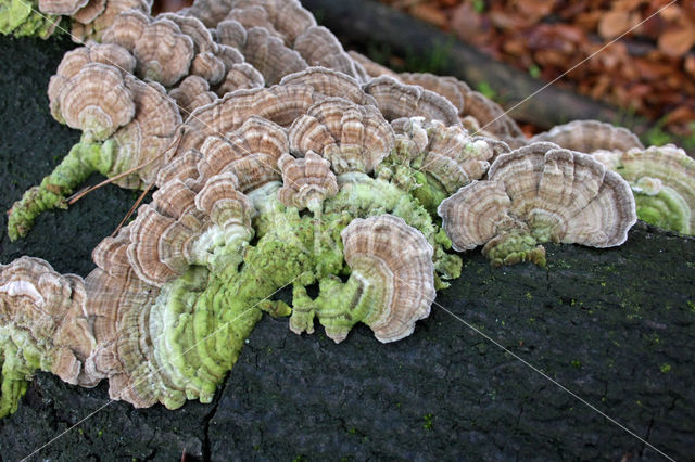 Fopelfenbankje (Lenzites betulinus)