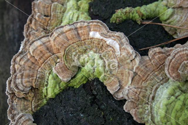 Fopelfenbankje (Lenzites betulinus)