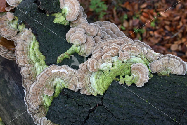 Fopelfenbankje (Lenzites betulinus)