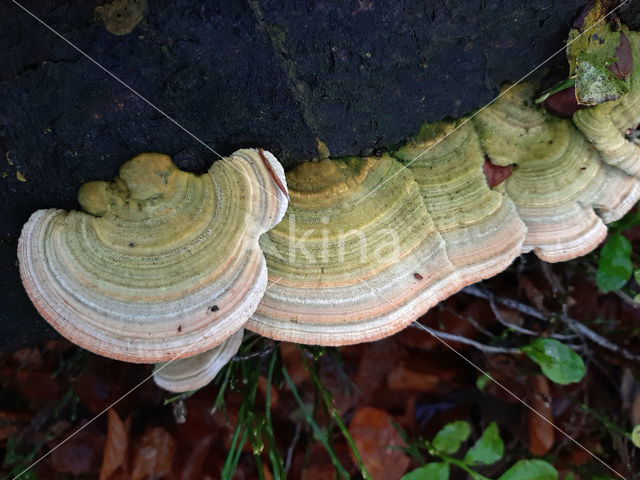 Birch Mazegill (Lenzites betulinus)