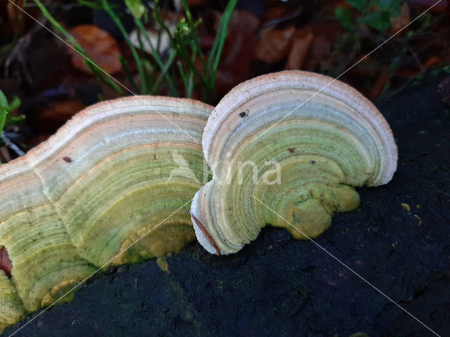 Birch Mazegill (Lenzites betulinus)