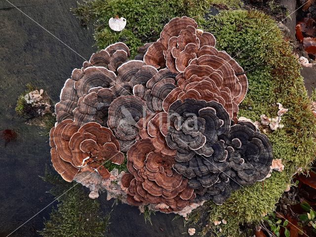 Turkey Tail (Trametes versicolor)