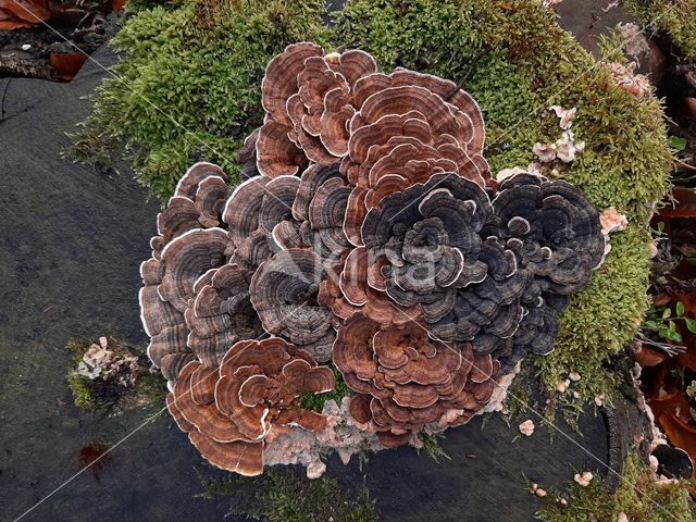 Turkey Tail (Trametes versicolor)