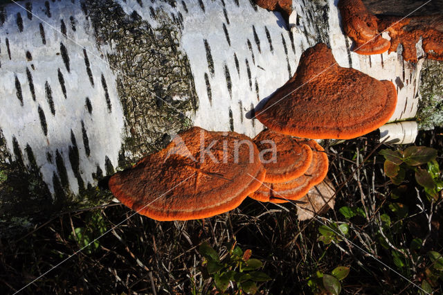 Vermiljoenhoutzwam (Pycnoporus cinnabarinus)