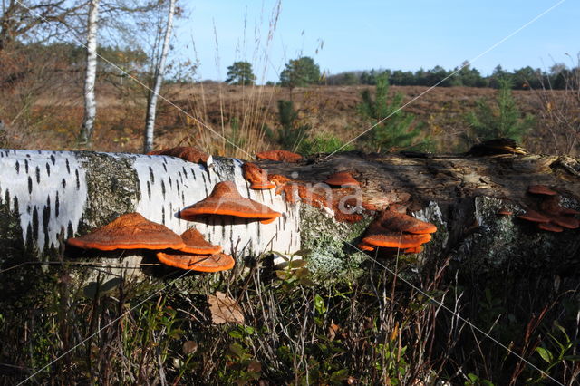 Cinnabar Bracket (Pycnoporus cinnabarinus)