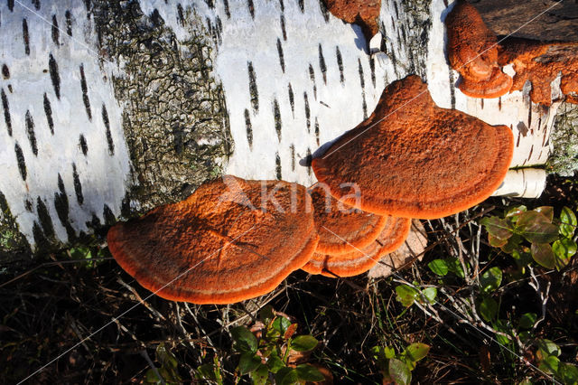 Cinnabar Bracket (Pycnoporus cinnabarinus)