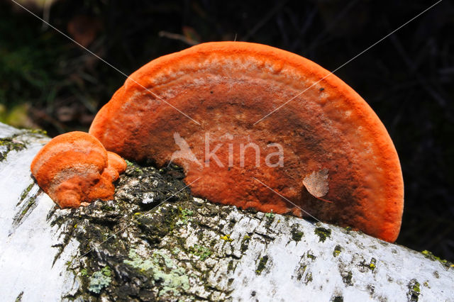 Cinnabar Bracket (Pycnoporus cinnabarinus)