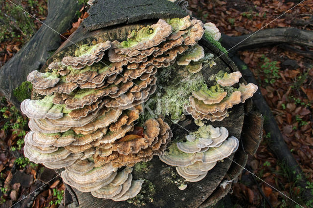 Fopelfenbankje (Lenzites betulinus)