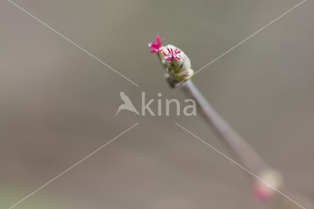 Hazel (Corylus avellana)