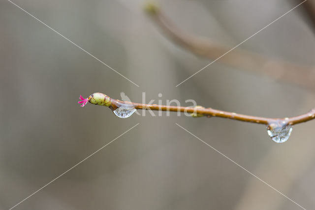 Hazel (Corylus avellana)