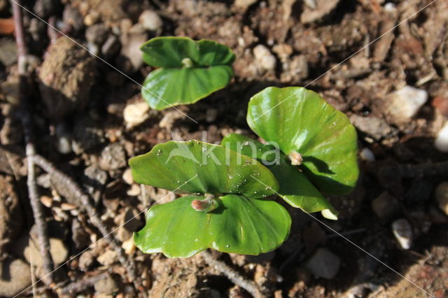 Beuk (Fagus sylvatica)