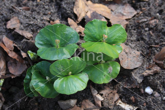 Beuk (Fagus sylvatica)