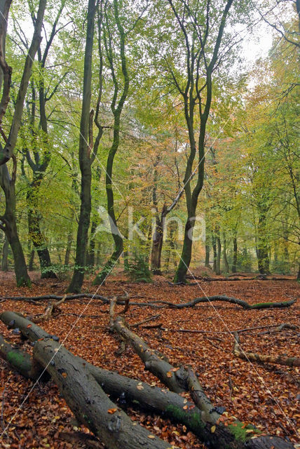 Beech (Fagus sylvatica)