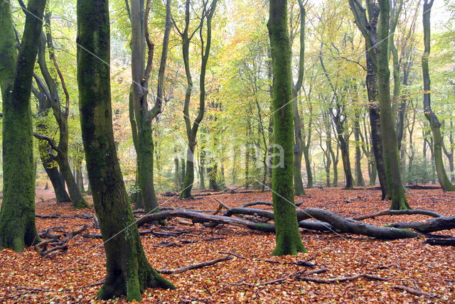 Beech (Fagus sylvatica)