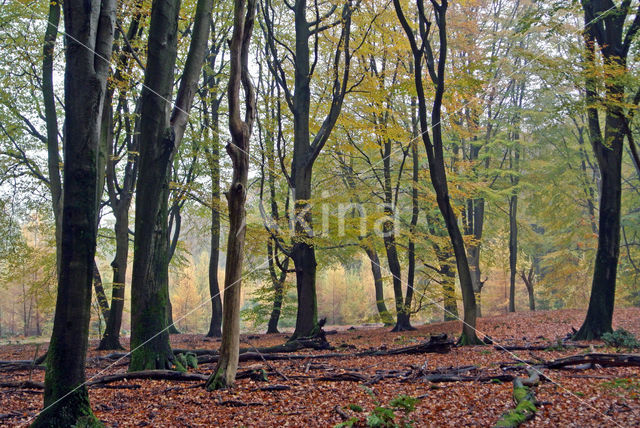 Beuk (Fagus sylvatica)