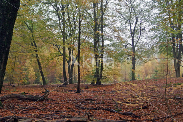 Beuk (Fagus sylvatica)