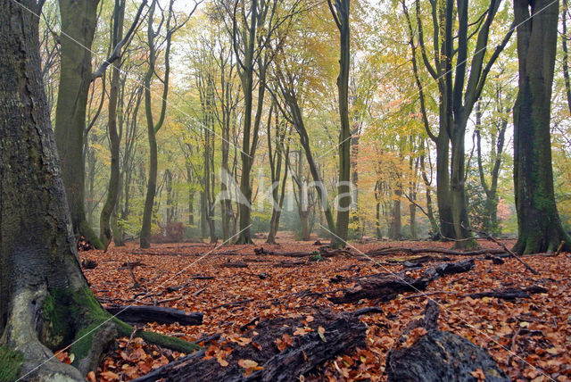 Beuk (Fagus sylvatica)