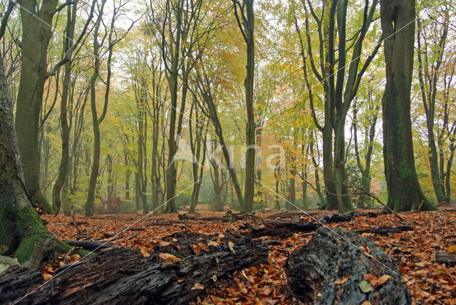 Beech (Fagus sylvatica)