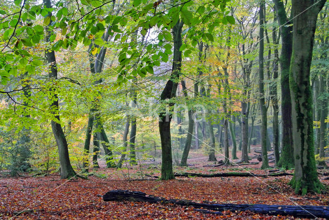 Beuk (Fagus sylvatica)