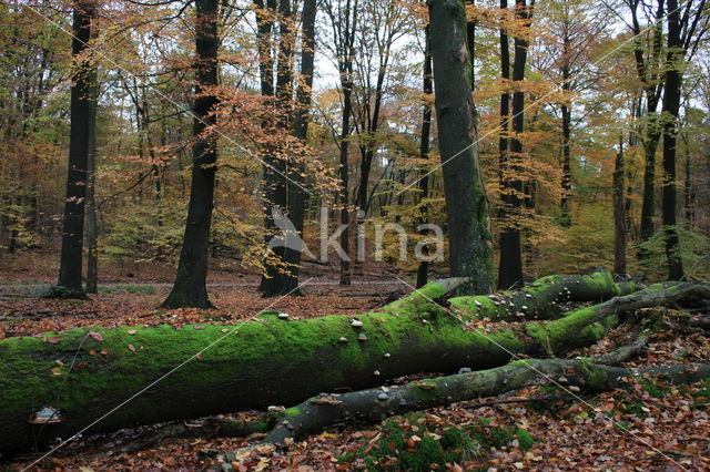 Beech (Fagus sylvatica)