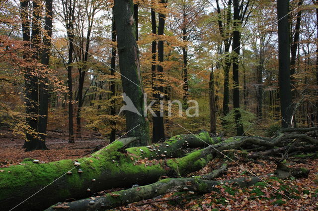 Beuk (Fagus sylvatica)