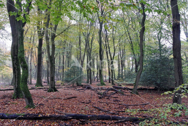 Beuk (Fagus sylvatica)