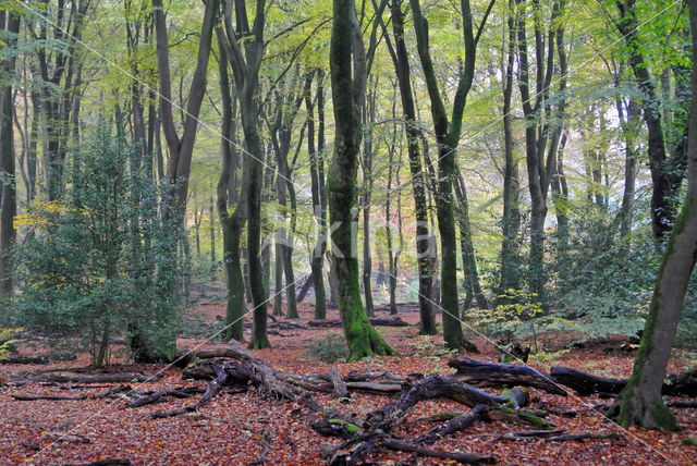 Beuk (Fagus sylvatica)