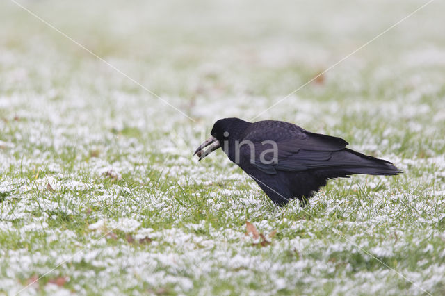 Rook (Corvus frugilegus)