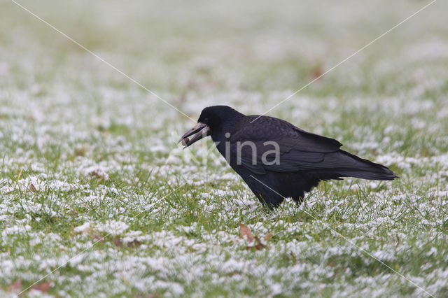 Rook (Corvus frugilegus)