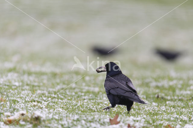 Rook (Corvus frugilegus)