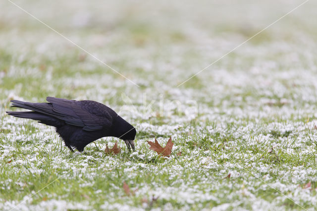 Roek (Corvus frugilegus)