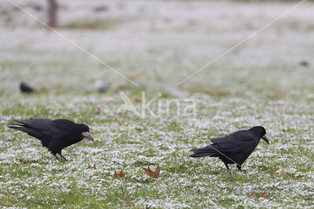 Rook (Corvus frugilegus)