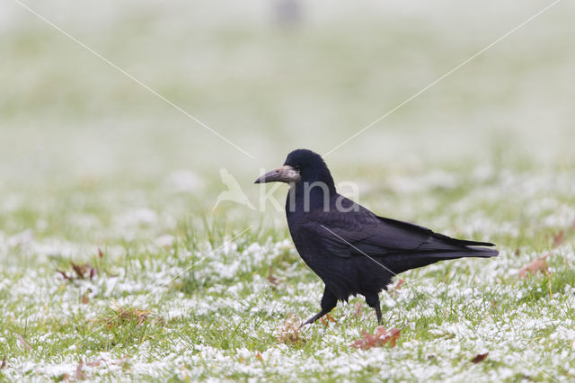 Rook (Corvus frugilegus)